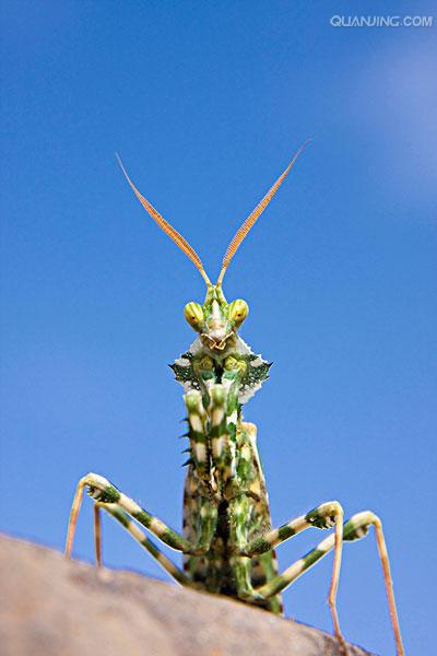  p>螳螂目是 a target="_blank" href="/item/昆虫纲">昆虫纲 /a> a