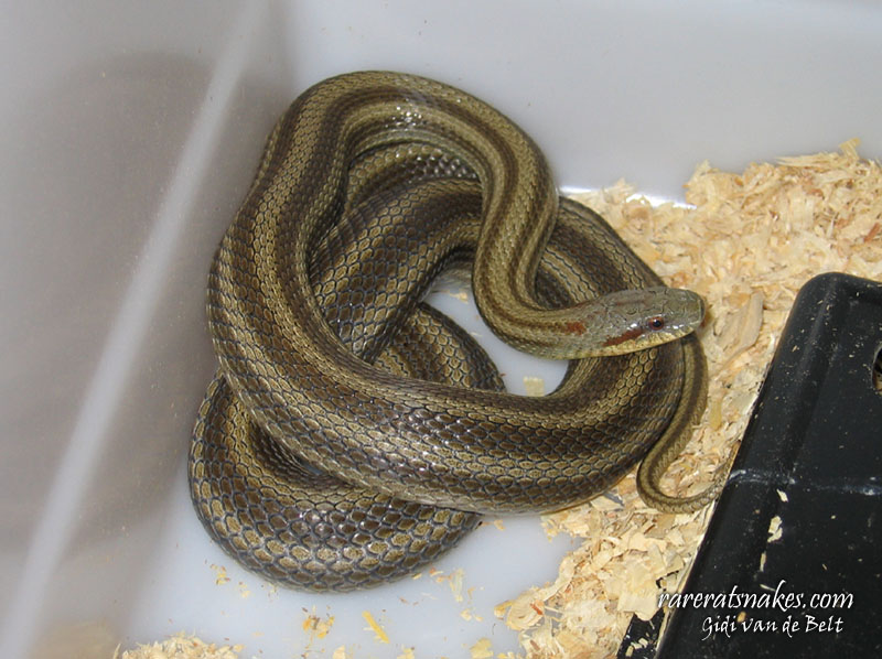 dione rat-snake