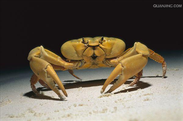 十足目 /a>(decapoda), a target="_blank" href="/item/地蟹科/23039