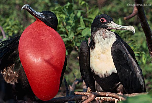  p>军舰鸟(学名:fregata)是 a target="_blank" href="/item/鹈形目">