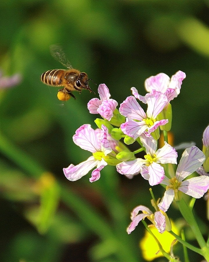 ex wall.)是唇形科蜜蜂花属植物,蜜蜂花属,多年生草本.