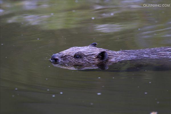  p data-id="gntktsvlel">河狸(学名: i>castor fiber /i>),是河狸科