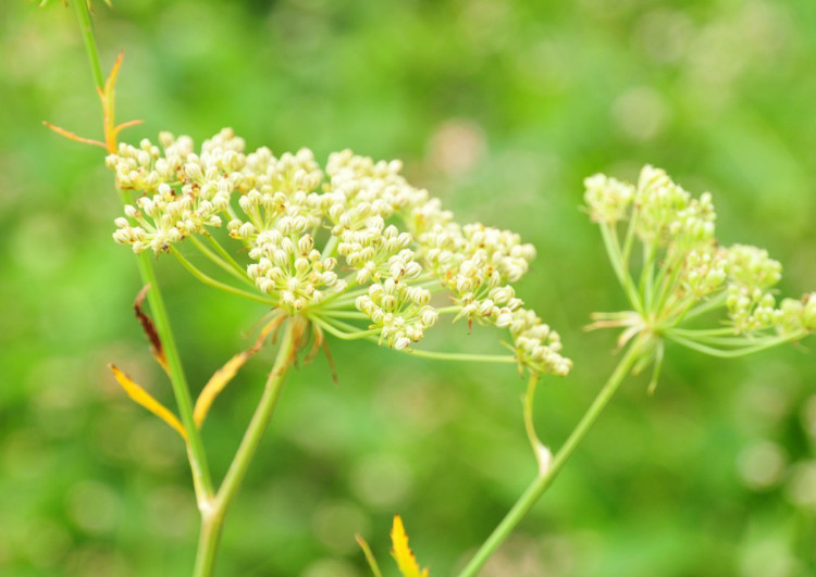 sium frigidum hand.-mazz.