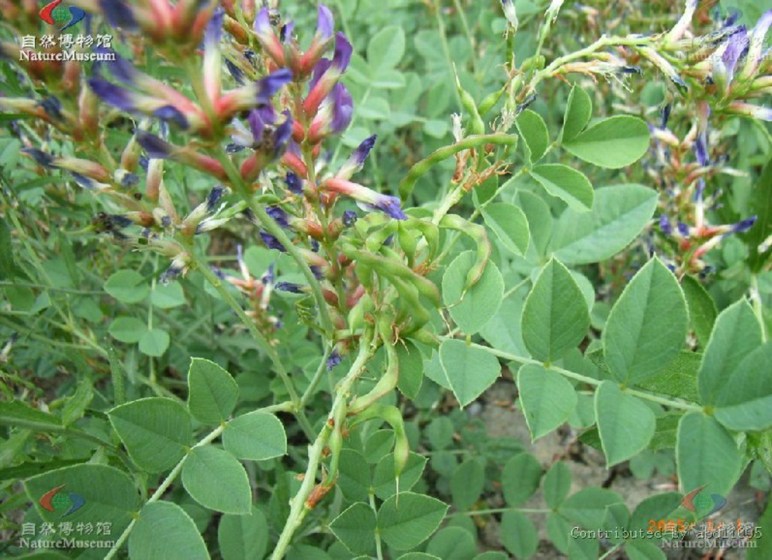  p>胀果甘草( i>glycyrrhiza inflata /i>  batalin),多年生 a>草本 
