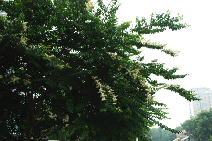  p>尾叶紫薇(  i>lagerstroemia caudata /i> chun et how ex s.