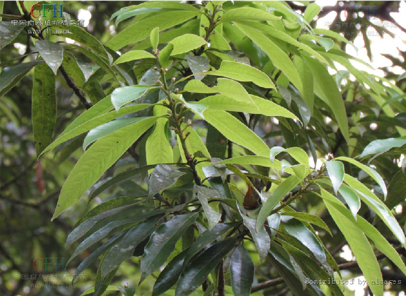  p>南投黄肉楠(拉丁学名: i>actinodaphne nantoensis (hay.) hay.