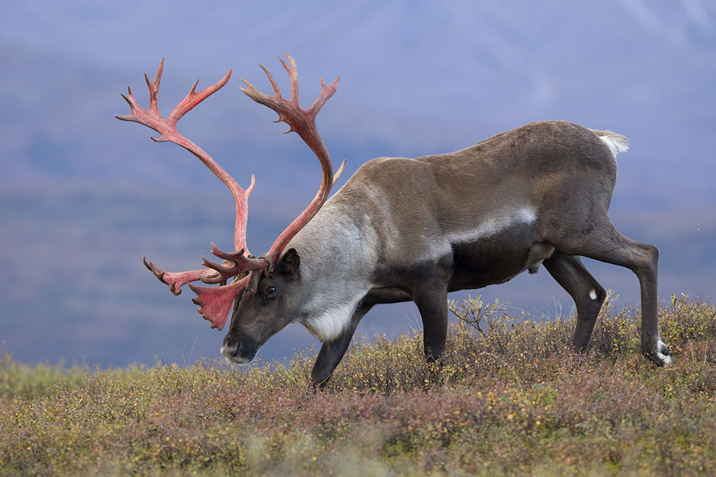 rangifer caribou