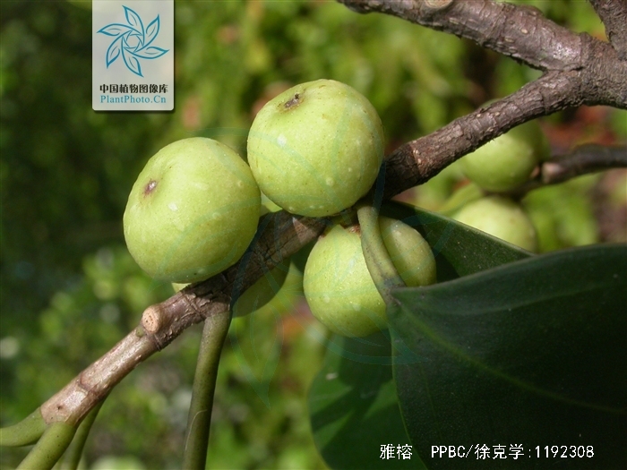  p>雅榕(学名: i>ficus concinna  /i>miq.