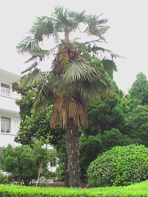  p>山棕榈,拉丁学名:trachycarpus martianus (wall.) h.
