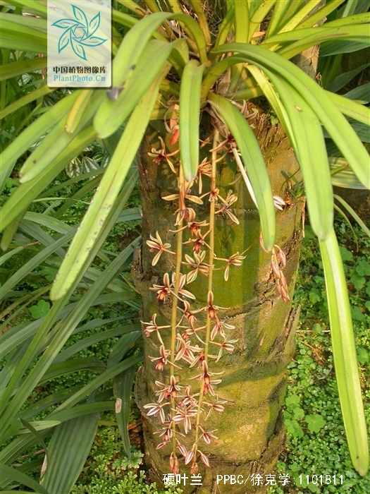  p>硬叶兰(cymbidium bicolor lindl.