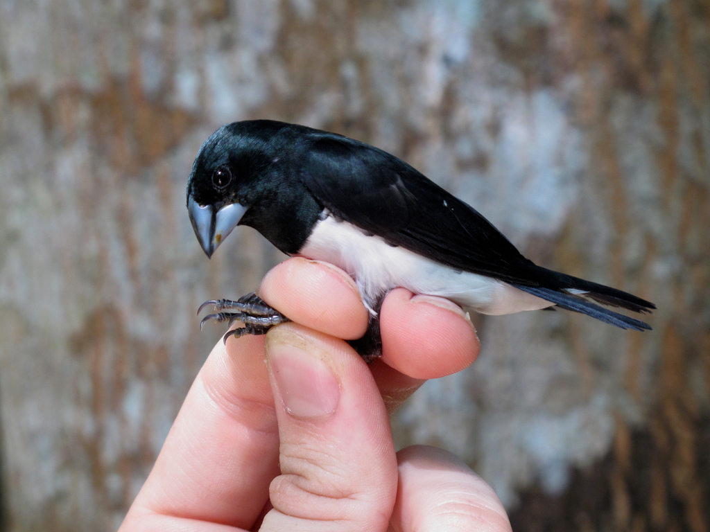  p> b>黑白文鸟 /b>(学名: i>lonchura bicolor /i>),是梅花雀科文鸟