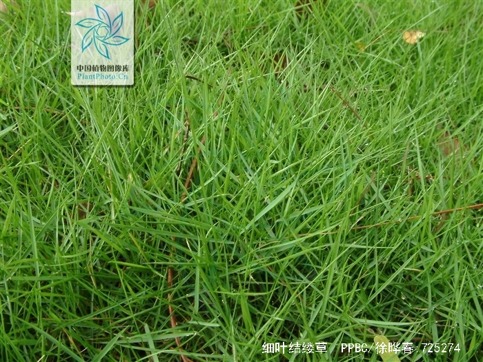  p>细叶结缕草(学名: i>zoysia tenuifolia /i>  willd. ex trin.