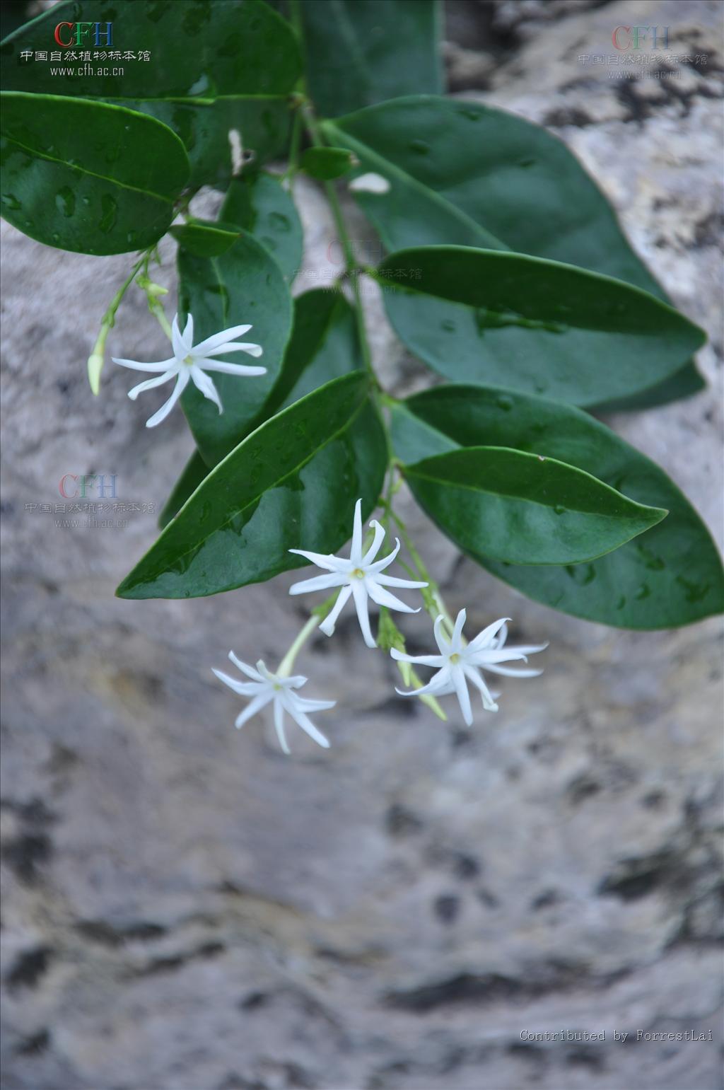  p> a href="#" data-lemmaid="2967583">滇素馨 /a>,又名:光素馨