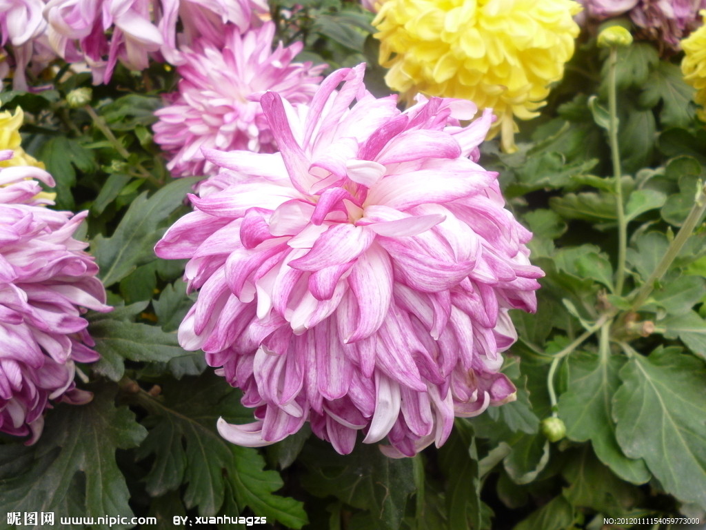  p>紫菊(学名: i>notoseris psilolepis  /i>shih)是菊科紫菊属的植物