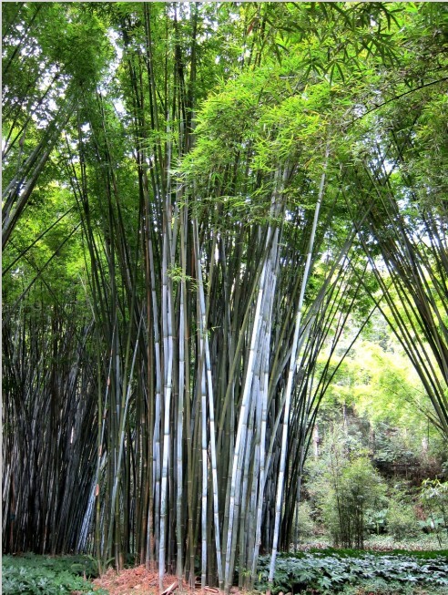  p>藤单竹(学名: i>bambusa hainanensis /i>)