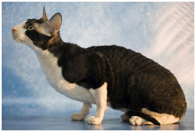 cornish rex