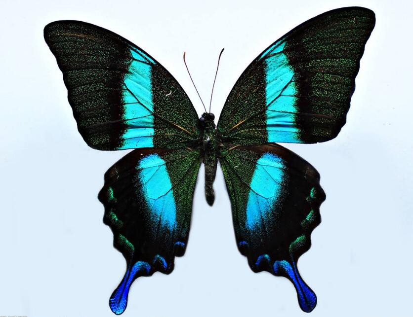  p>三尾褐凤蝶东川 a target="_blank" href="/item/亚种/6290944"