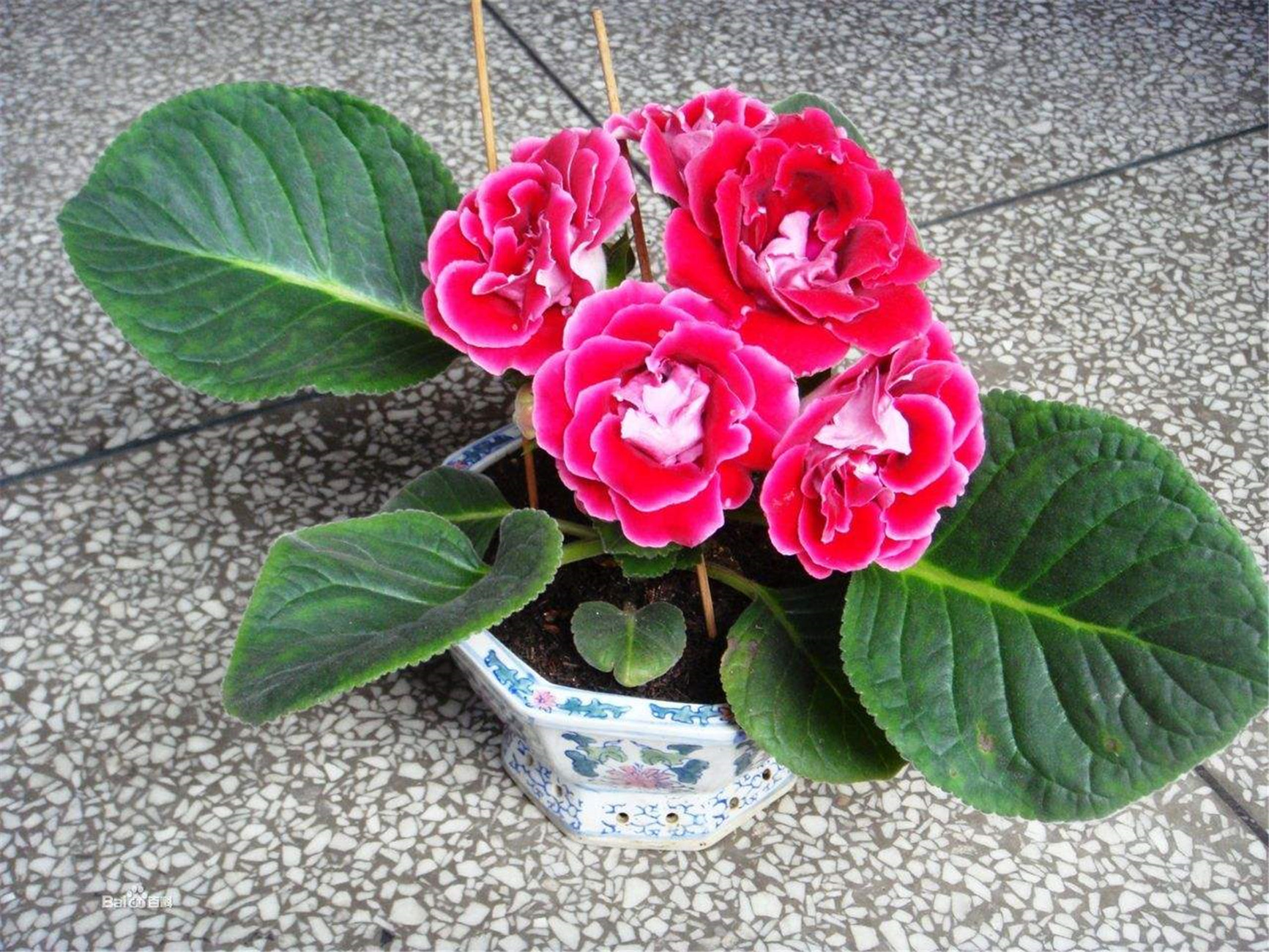  p data-id="tzczn7kr80ad">大岩桐(sinningia speciosa)是苦苣苔科