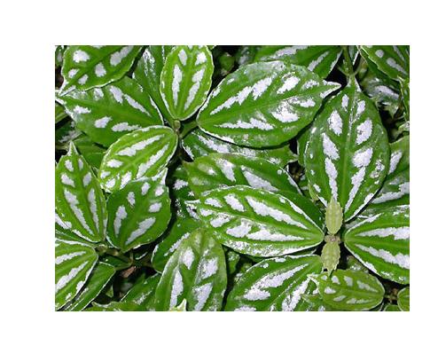 wright)是荨麻科冷水花属多年生草本植物,高可达70厘米.