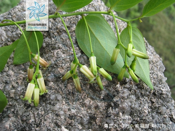  p>青皮木,中药名.