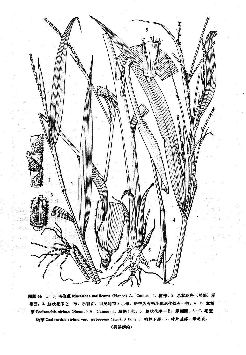 coelorachis var.striata