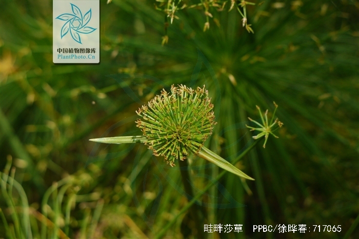  p>畦畔莎草(学名: i>cyperus haspan /i> l.