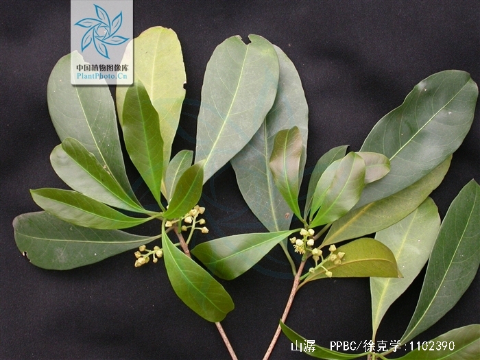 大叶黄杨叶对生还是互生(大叶黄杨和小叶黄杨均为单叶对生)