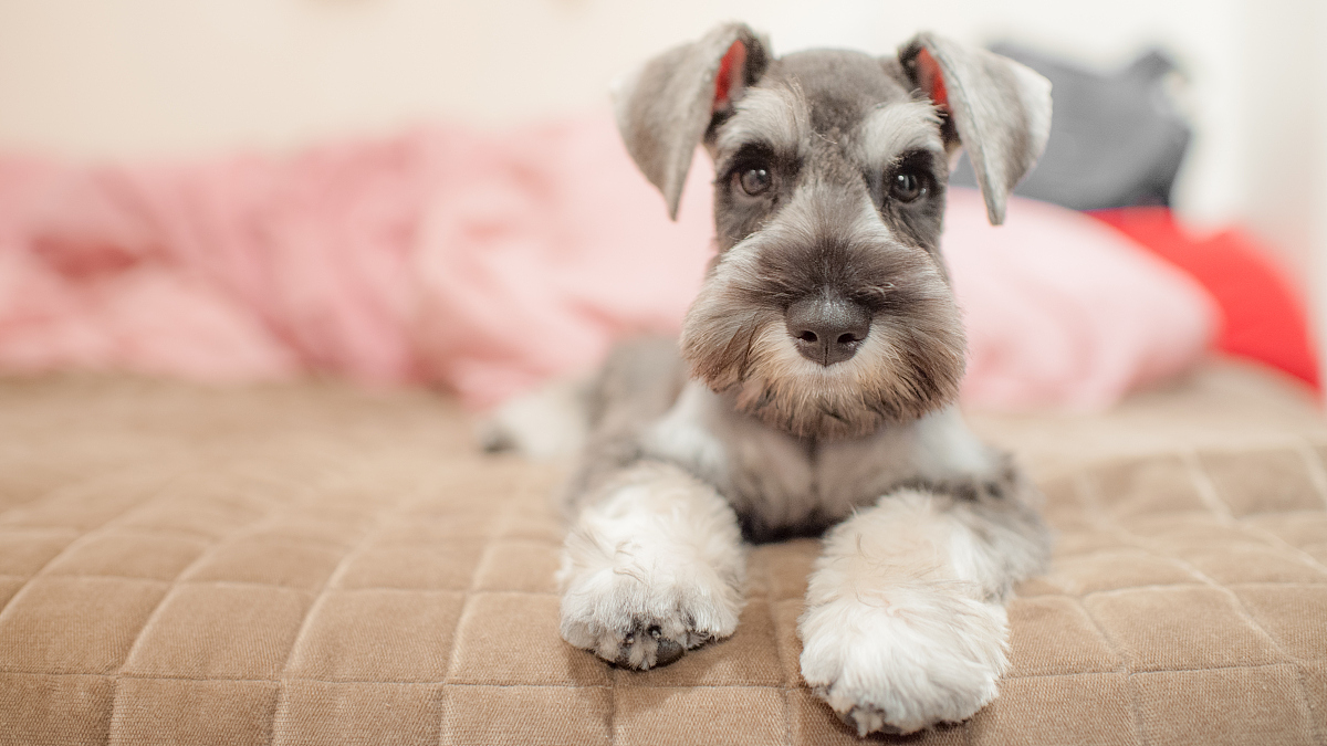  p>迷你雪纳瑞犬(miniatureschnauzer)属于 a href="#" data-lemmaid=