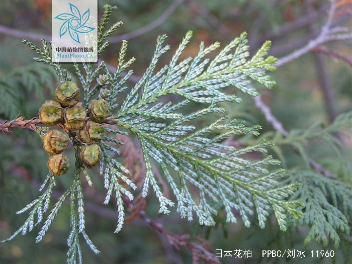 chamaecyparis pisifera (sieb. et zucc.) endl.