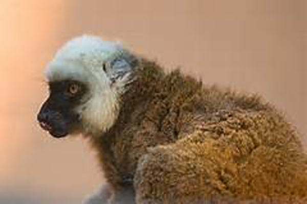  p>白头美狐猴(学名: i>eulemur albifrons /i>):是一种中等体型的 a