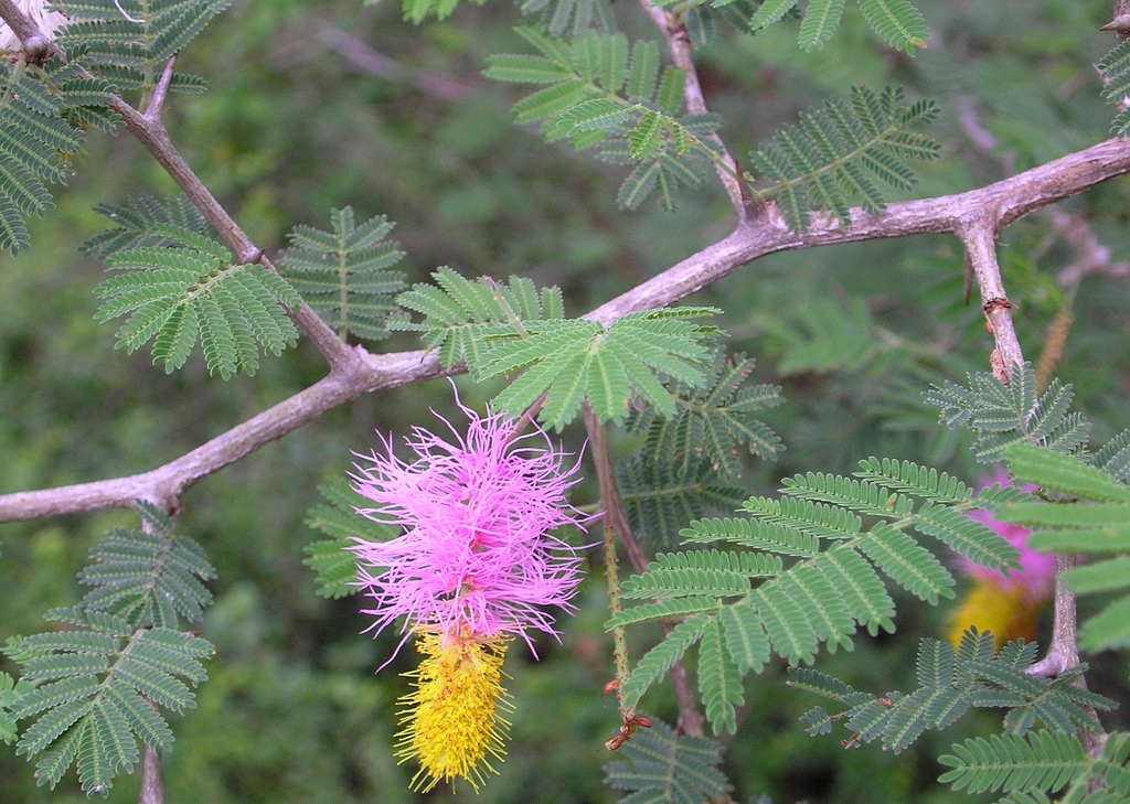  p>代儿茶属(dichrostachys wight et arn.