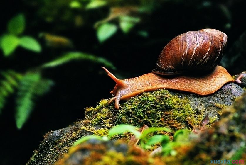  p>夏威夷蜗牛是一类色彩鲜艳的 a href="#" data-lemmaid="34857">