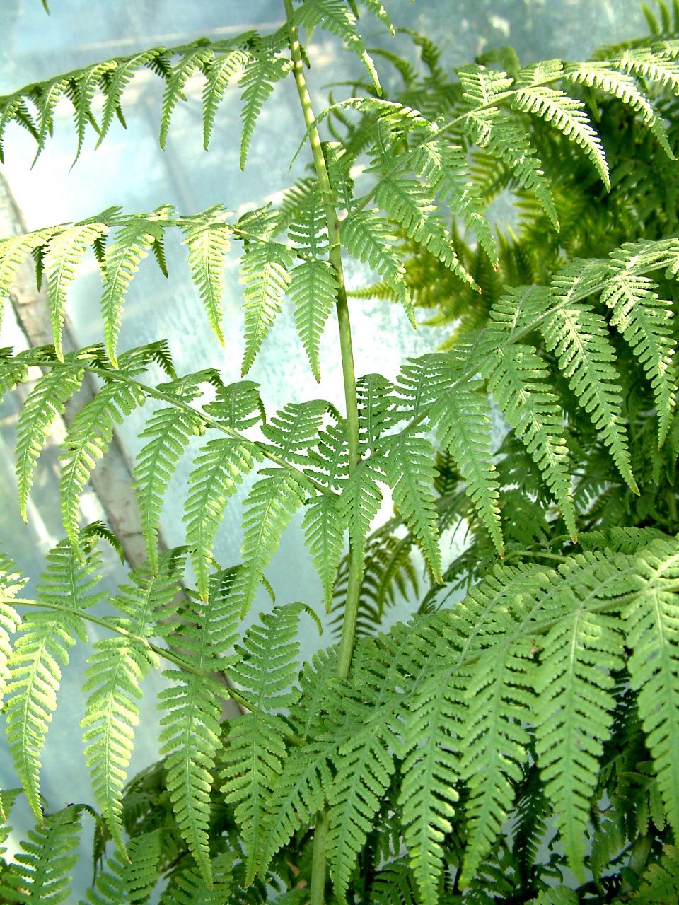 trichomanoides /i> blume),骨碎补科骨碎补属蕨类植物