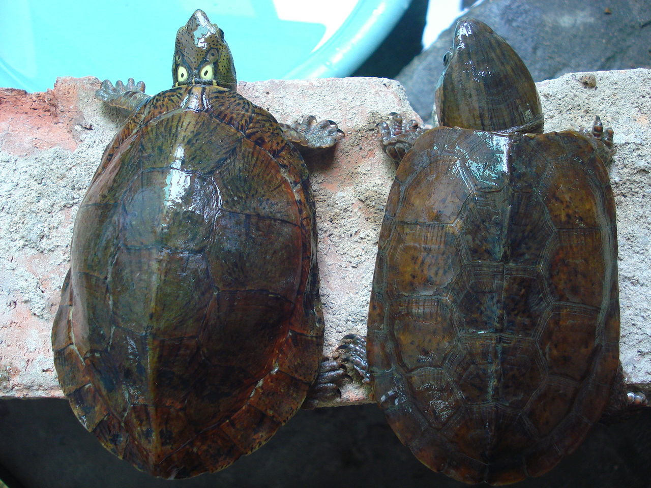  p>眼斑水龟(学名: i>sacalia bealei /i>)是龟科,眼斑水龟属动物.