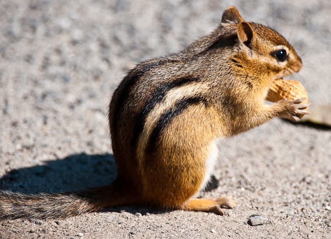 西伯利亚花栗鼠