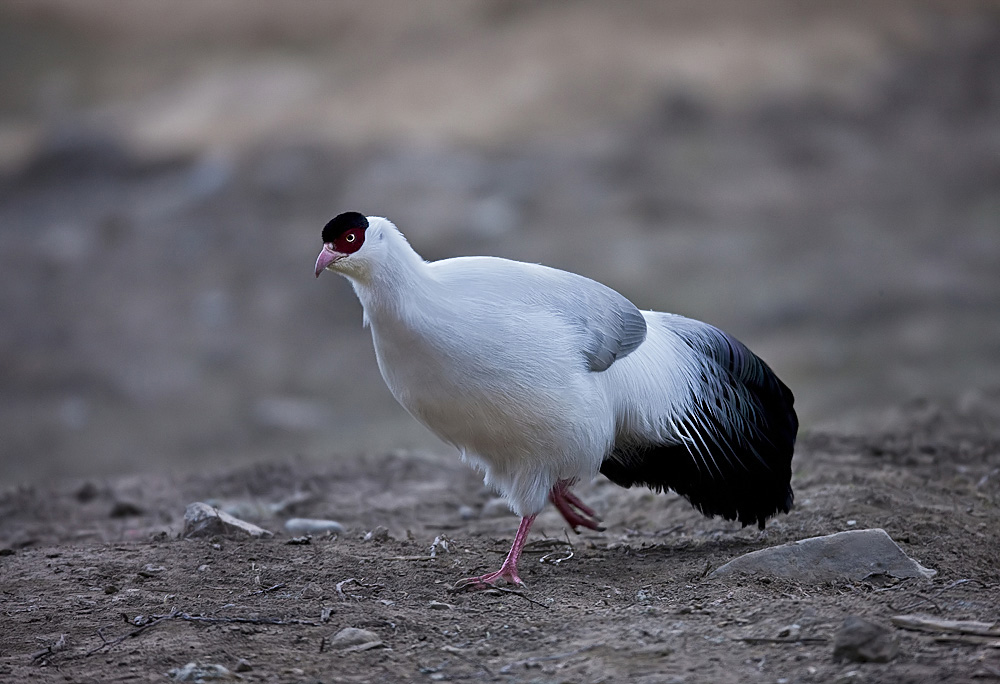  p>白马鸡昌都亚种(学名:crossoptilon crossoptilon drouynii)是大型