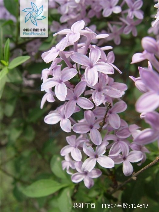 花叶丁香