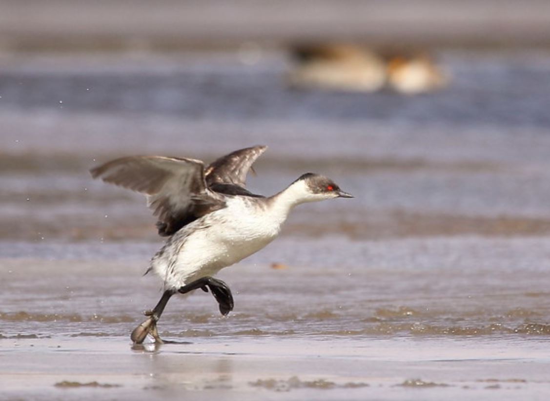 安第斯山银鸊鷉
