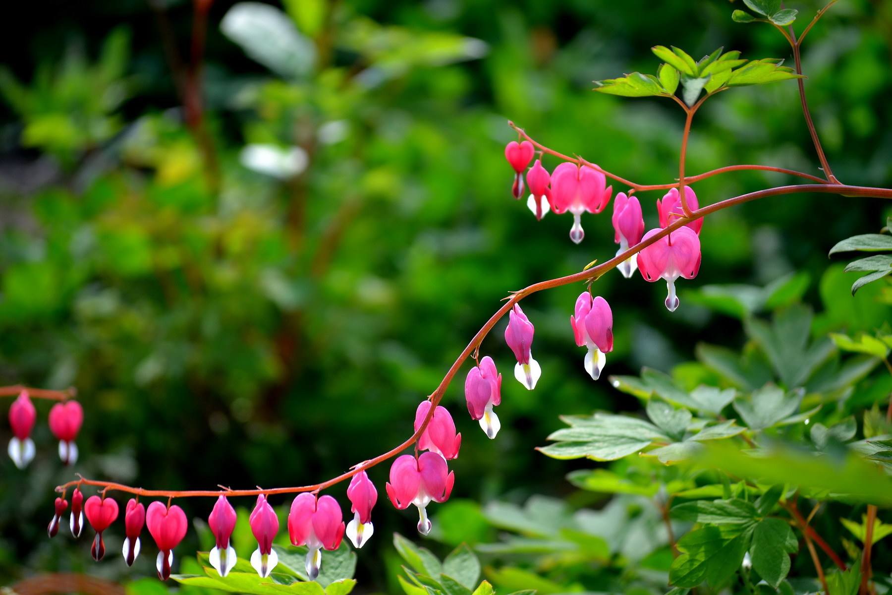 茎直立或近无茎,单轴或合轴.叶多回羽状分裂或为三出复叶.