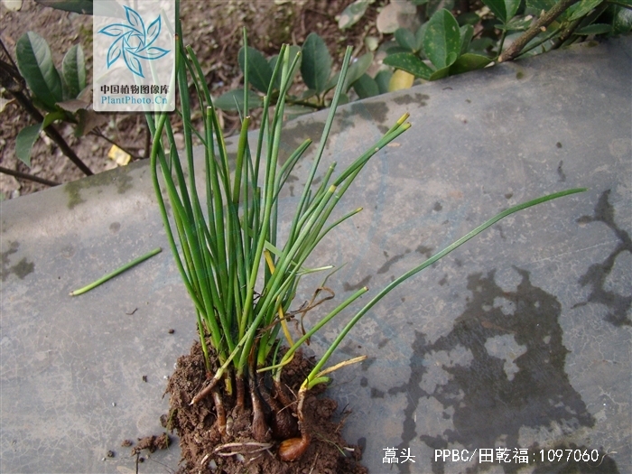 don)是百合科葱属多年生鳞茎植物.