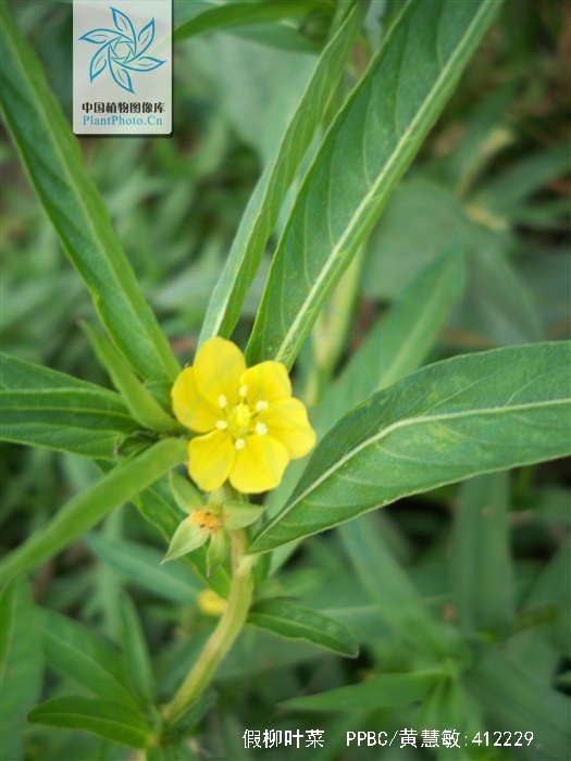  p> a href="#" data-lemmaid="7018313">假柳叶菜 /a>(学名:ludwigia