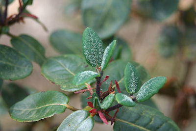  p>红钟杜鹃(学名: i>rhododendron sherriffii /i> cowan): a target