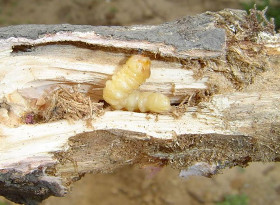  p>天牛幼虫呈蠕虫状,半透明至乳白色,有的种类比较长(法布尔称之为"