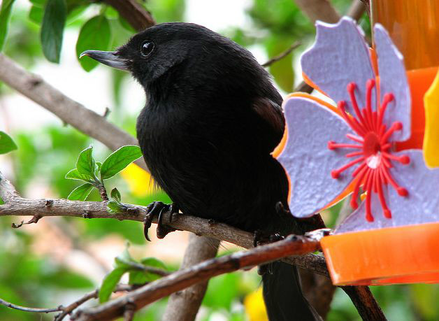 black flower-piercer