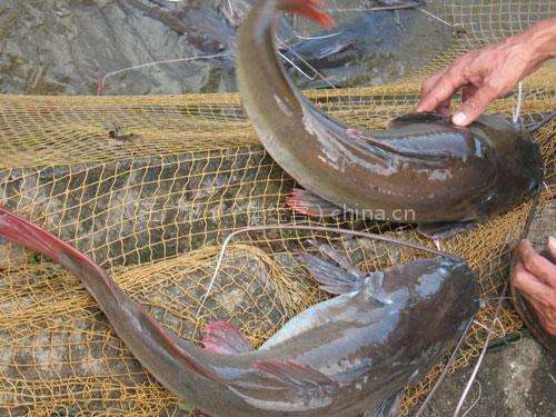  p data-id="tiqavsp93ygl">胡子鱼是鲤形目鲶