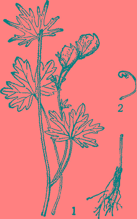 块根小,胡萝卜形或纺锤形,茎高5-30厘米,叶片似 a target="_bla