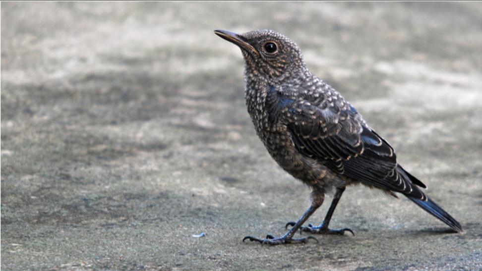 脊椎动物亚门 鸟纲 今鸟亚纲 今颚总目