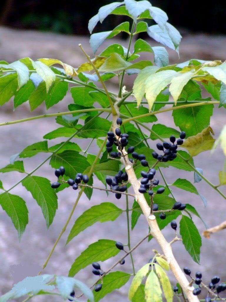 是苦木科鸦胆子属植物.灌木或小乔木;嫩枝,叶柄和花序均被黄色柔毛.