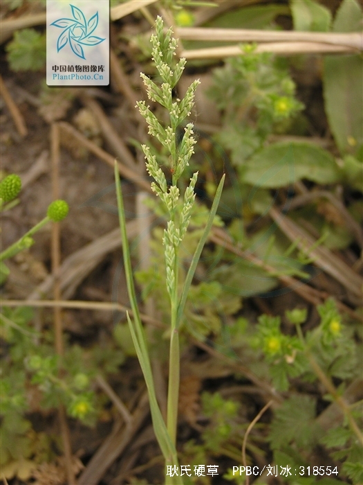  p>耿氏硬草(学名: i>sclerochloa kengiana /i> (ohwi) tzvel.