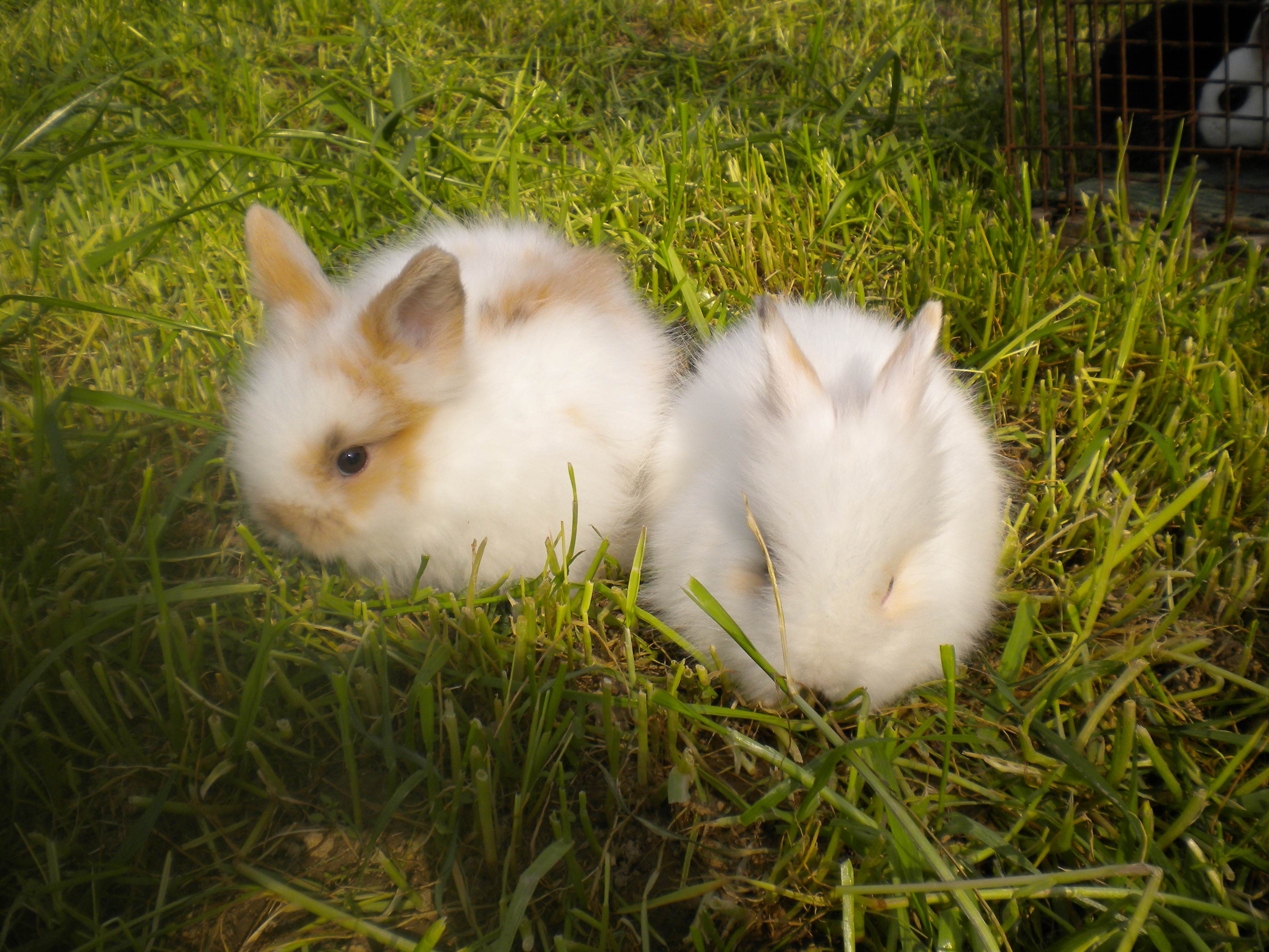  p>安哥拉兔(angora)是世界著名的毛用型兔品种, a target="_blank"